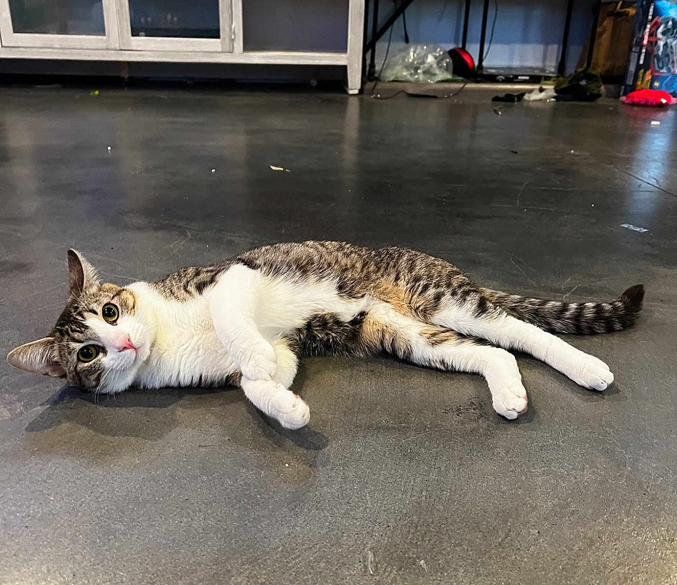 Neko Jr. is registered to the contest to win money with this photo: cat, tabby, indoor, floor, curious, lying, stretched_out, pet, animal, whiskers, ears, tail, feline, eyes, domestic, playful, relaxed, concrete_floor, cabinet, background