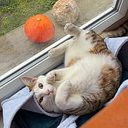Arlo participe au concours pour gagner de l'argent avec cette photo : cat, basket, window, pumpkin, grass, indoor, cozy, relaxed, pet, animal, feline, curious, orange, green, autumn, home, soft, looking, laying, comfortable