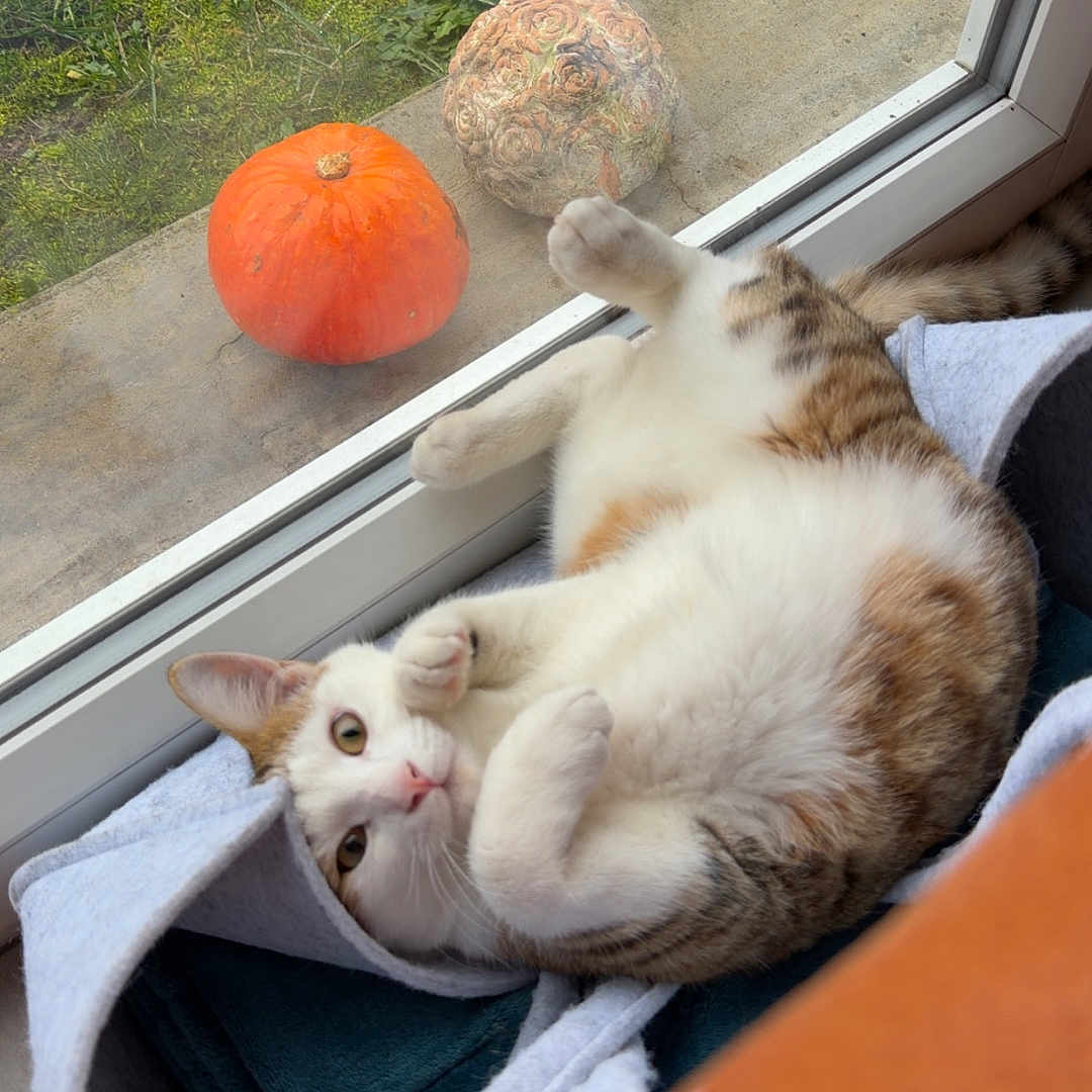 Arlo