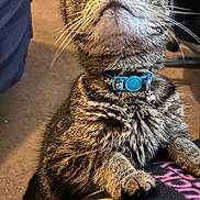Sushi joined the competition — help win amazing prizes! cat, tabby, collar, pet, indoor, feline, whiskers, paws, curious, closeup, animal, domestic, fur, cute, looking_up, carpet, blanket, patterned, soft, companion