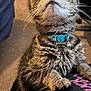 cat, tabby, collar, pet, indoor, feline, whiskers, paws, curious, closeup, animal, domestic, fur, cute, looking_up, carpet, blanket, patterned, soft, companion
