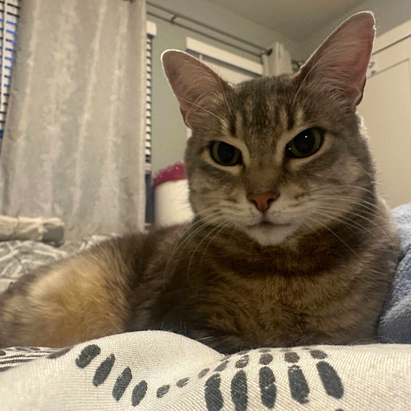 Tobe joined the competition — help win amazing prizes! abyssinian, animal, bed, bedroom, blanket, cat, computer, couch, curtain, cushion, dormroom, furniture, homedecor, indoors, kitten, linen, manx, pet, quilt, room