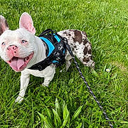 Francky a rejoint le concours — aidez-le/la à gagner de superbes lots ! dog, french_bulldog, blue_eyes, pink_nose, harness, leash, grass, greenery, outdoor, pet, happy, tongue_out, ears_up, spot_pattern, canine, nature, playful, walking, summer, animal