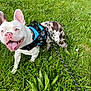 dog, french_bulldog, blue_eyes, pink_nose, harness, leash, grass, greenery, outdoor, pet, happy, tongue_out, ears_up, spot_pattern, canine, nature, playful, walking, summer, animal