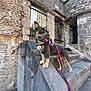 Flora participe au concours pour gagner de l'argent avec cette photo : dog, leash, harness, stone_steps, brick_wall, ancient_architecture, outdoor, pet, tongue_out, alert, canine, standing, ears_up, gray_stone, sunlight, historic_site, guarding, leash_taut, side_view, daytime