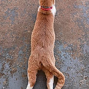 Hotdog is registered to the contest to win money with this photo: animal, back_view, casual, cat, closeup, collar, concrete_floor, domestic_cat, feet, fur, ginger_cat, outdoor, pet, pink_toenails, playful, relaxation, stretching, tail, texture, white_paws