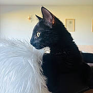 Alma a rejoint le concours — aidez-le/la à gagner de superbes lots ! black_cat, cat, pet, feline, indoor, fluffy_cushion, white_cushion, side_profile, fur, whiskers, ears, alert, animal, domestic_animal, looking_away, soft_light, minimalistic, background, portrait, comfort