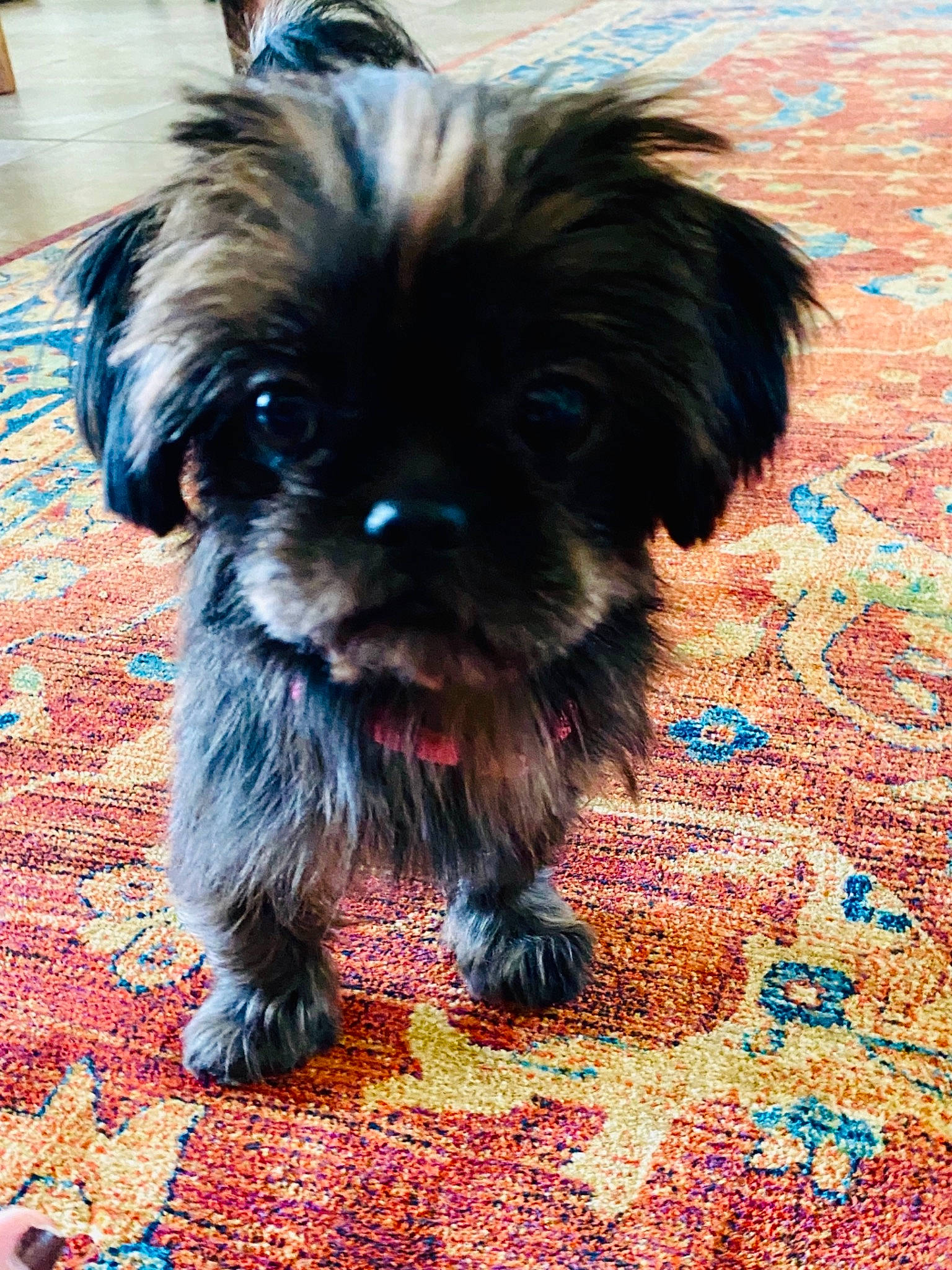 Lolli joined the competition — help win amazing prizes! art, carnivore, companion_dog, dog, dog_breed, dog_supply, electric_blue, fawn, flooring, fur, griffon_bruxellois, liver, puppy_love, small_terrier, snout, sporting_group, terrestrial_animal, terrier, toy_dog, working_animal