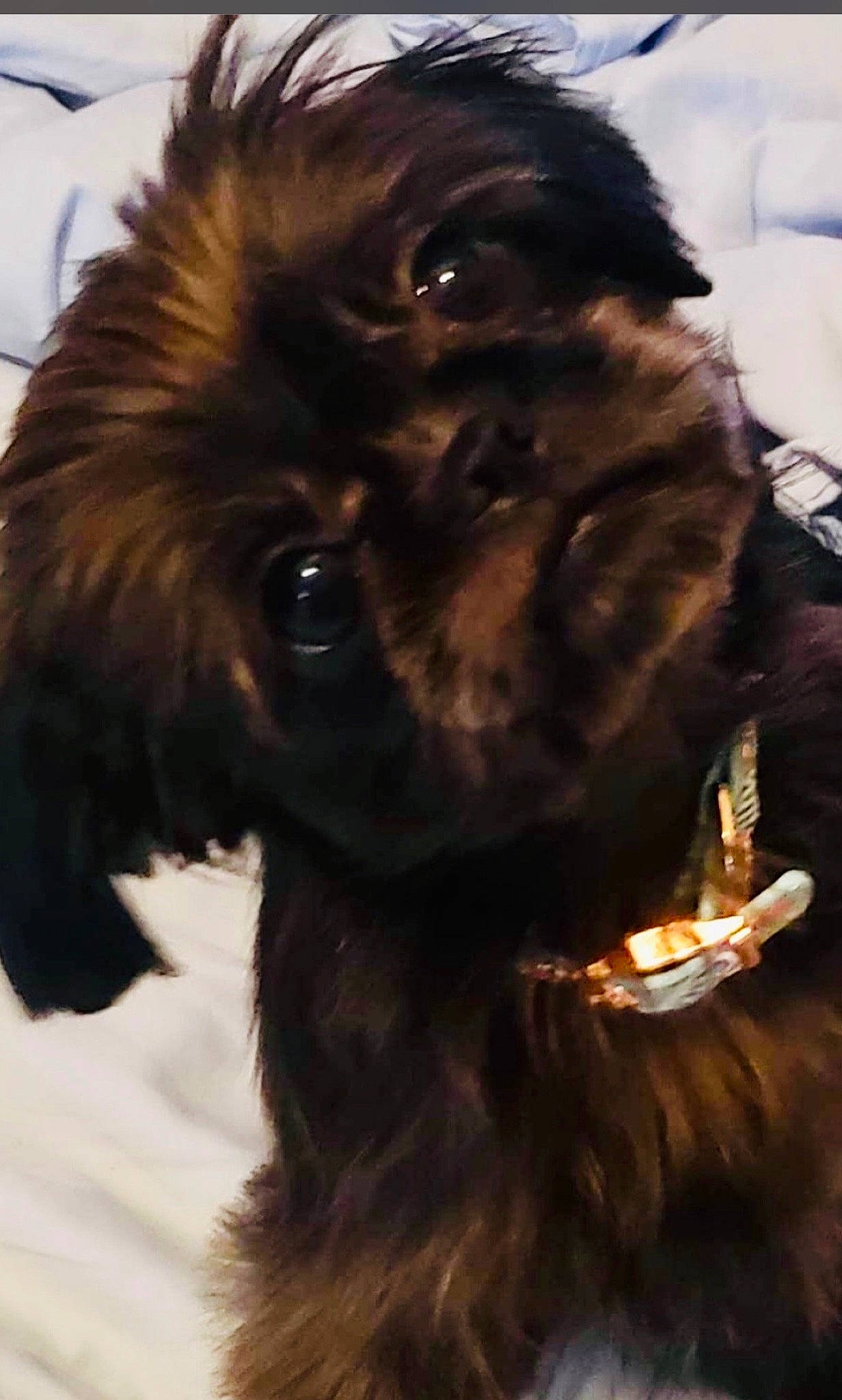 Lolli is registered to the contest to win money with this photo: artificial_hair_integrations, canidae, carnivore, collar, companion_dog, dog, dog_breed, dog_collar, dog_supply, fang, fawn, feather, fur, leash, liver, pet_supply, snout, sporting_group, whiskers, working_animal