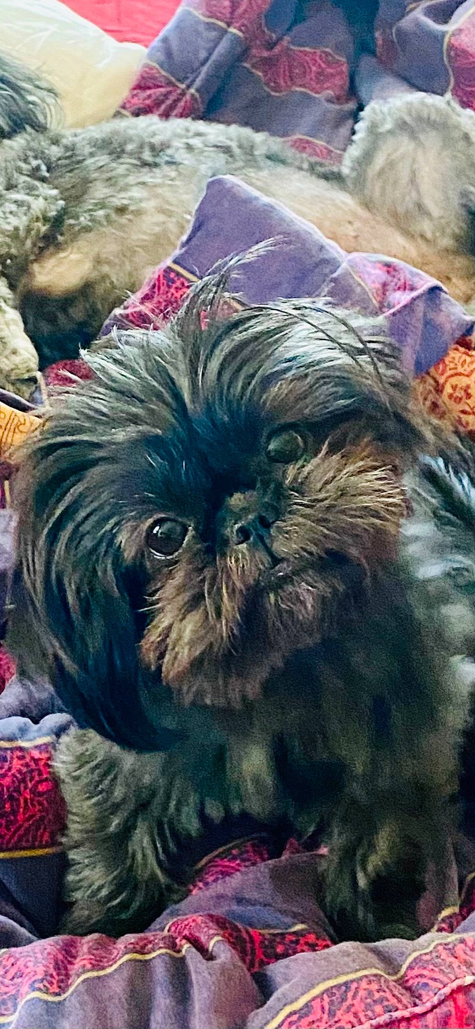 Lolli joined the competition — help win amazing prizes! canidae, carnivore, comfort, companion_dog, dog, dog_breed, fawn, fur, liver, natural_material, non_sporting_group, rock, shih_tzu, snout, sporting_group, terrestrial_animal, toy_dog, vertebrate, whiskers, working_animal