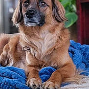 Brody is registered to the contest to win money with this photo: blanket, blue_blanket, brown_dog, canine, carpet, cozy, dog, domestic, floor, fur, furniture, green_plant, household, indoor, looking_away, paws, pet, plant, relaxed, resting