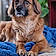 Brody
