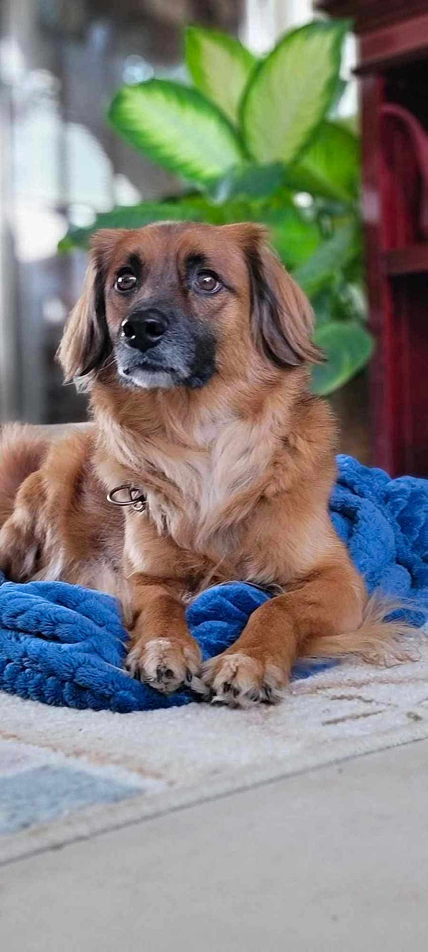 Brody