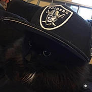 Raven joined the competition — help win amazing prizes! cat, black_cat, hat, cap, raiders, indoor, pet, animal, feline, dark, shadow, eyes, fur, cute, portrait, closeup, mystery, headwear, resting, cozy