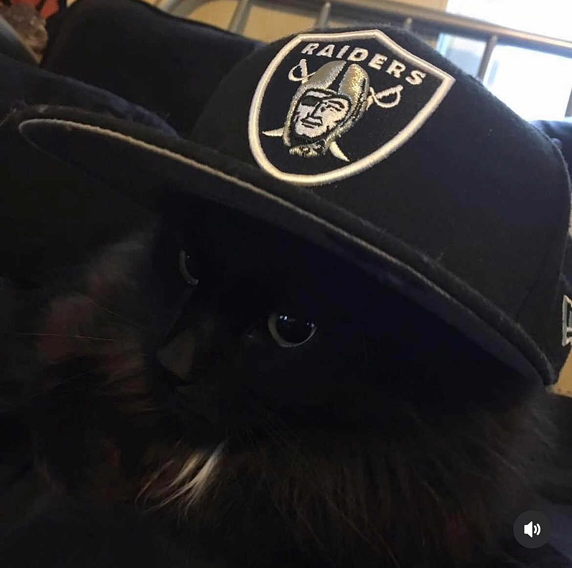 Raven joined the competition — help win amazing prizes! cat, black_cat, hat, cap, raiders, indoor, pet, animal, feline, dark, shadow, eyes, fur, cute, portrait, closeup, mystery, headwear, resting, cozy