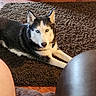 dog, siberian_husky, pet, animal, black_and_white, blue_eyes, lying_down, rug, living_room, indoor, home, wooden_floor, furniture, coffee_table, portrait, close_up, fluffy, pointed_ears, collar, relaxed