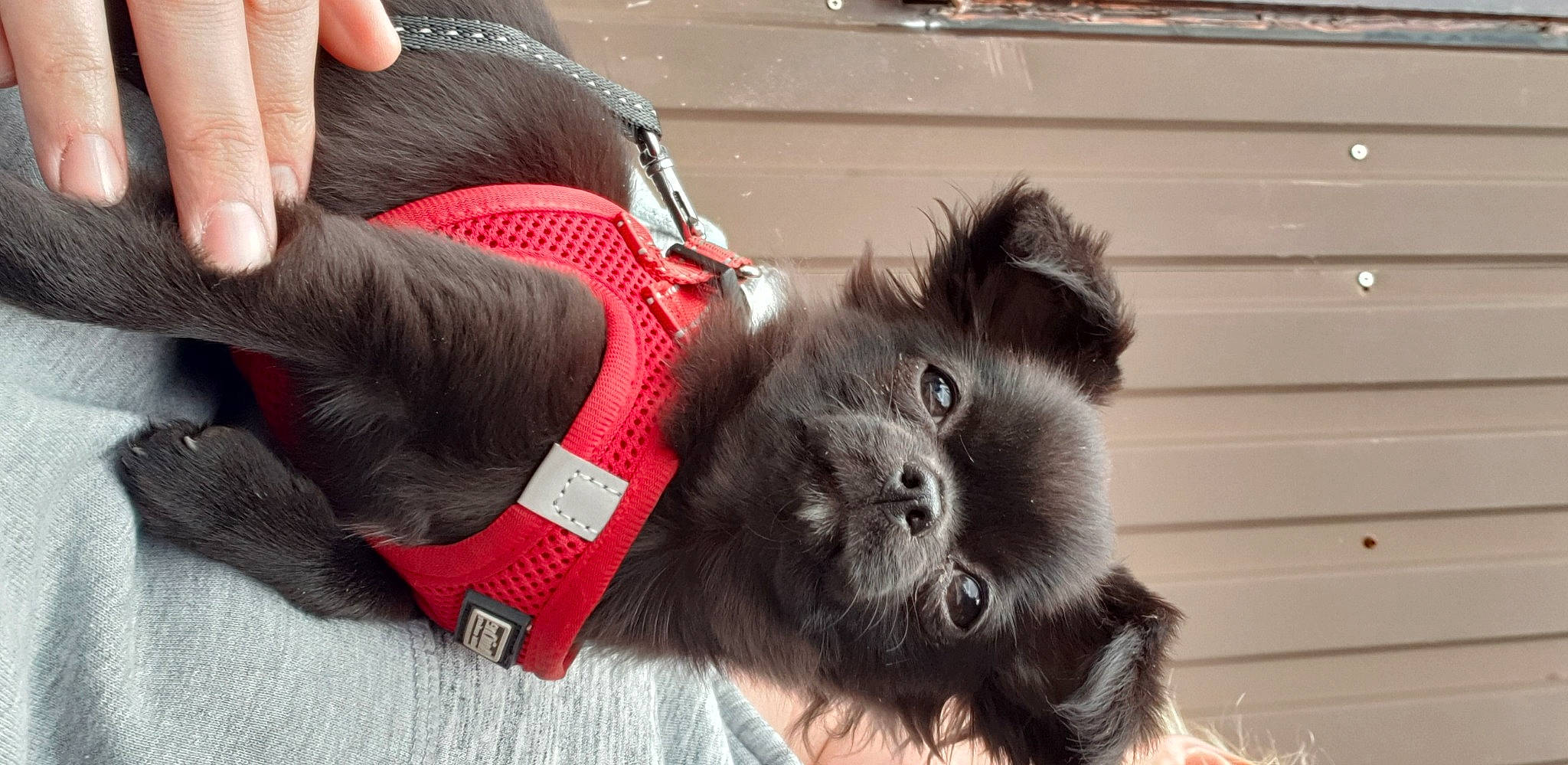 Pussy participe au concours pour gagner de l'argent avec cette photo : affenpinscher, canidae, carnivore, companion_dog, dog, dog_breed, ear, fur, german_spitz_mittel, mammal, pomeranian, puppy, snout, spitz