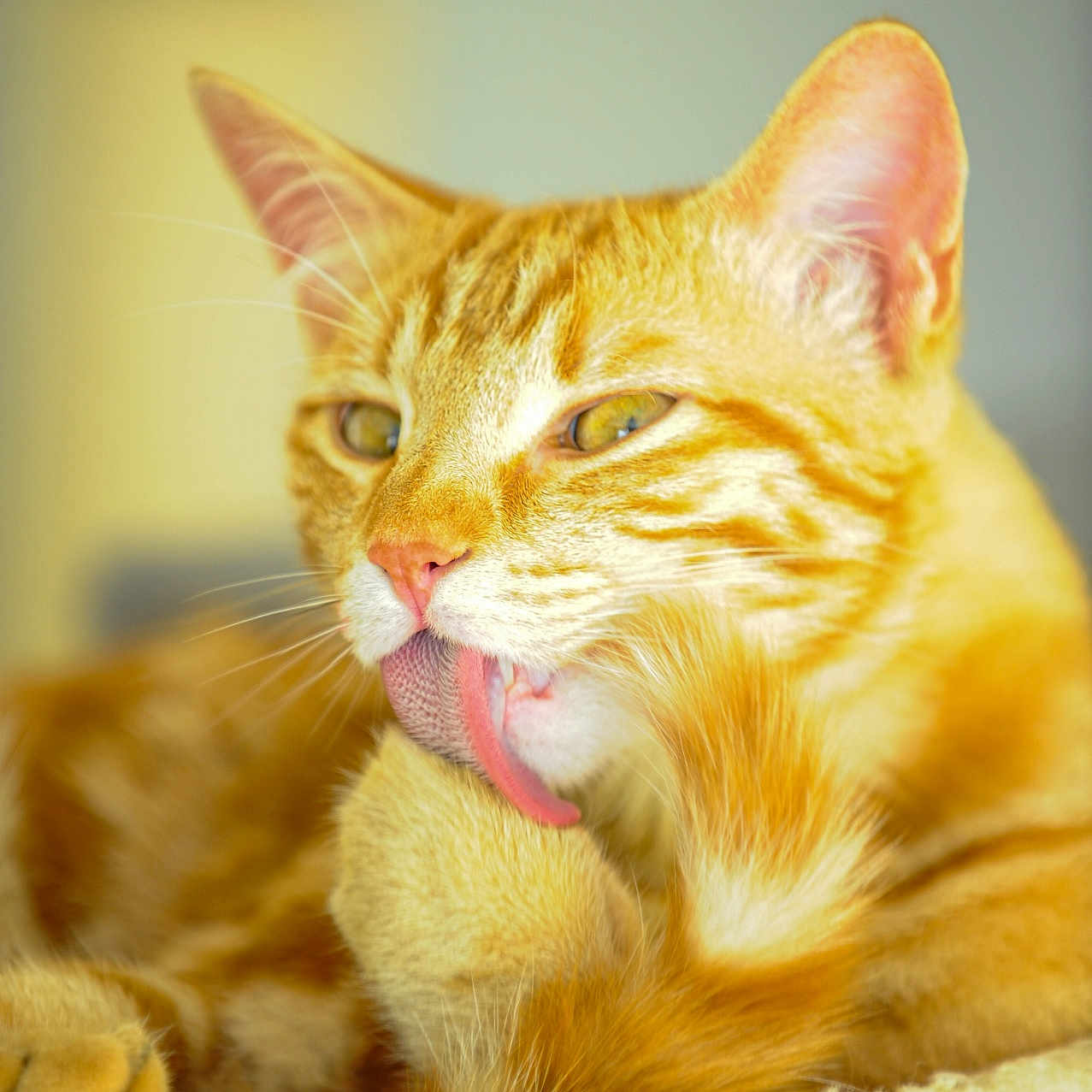 Leo a rejoint le concours — aidez-le/la à gagner de superbes lots ! animal, blurred_background, cat, close_up, cozy, cute, domestic_cat, ears, feline, focus, fur, indoor, licking, orange_tabby, paw, pet, relaxed, soft_lighting, tongue_out, whiskers