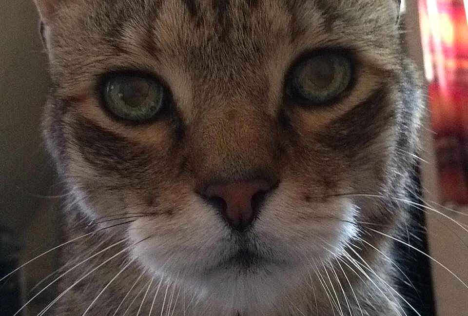 Willow