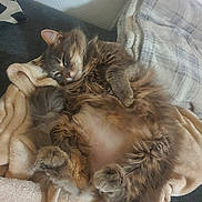 Mystique a rejoint le concours — aidez-le/la à gagner de superbes lots ! cat, fluffy, sleeping, blanket, cushion, cozy, furry, pet, indoor, relaxed, paws, fur, resting, cute, comfort, animal, mammal, soft, cute_pet, domestic