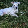 Praline participe au concours pour gagner de l'argent avec cette photo : dog, white_dog, pet, animal, grass, outdoors, lying_down, portrait, long_body, floppy_ears, black_nose, collar, white_fur, greenery, wildflowers, garden, lawn, alert, looking_at_camera, daylight