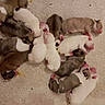 puppies, dogs, newborn_puppies, litter, sleeping, cuddling, animals, pets, canines, small_dogs, brown_puppy, white_puppy, spotted_puppy, blanket, indoors, cozy, pile, resting, overhead_view, adorable