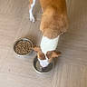 dog, brown_and_white, pet, eating, drinking, food_bowl, water_bowl, kibble, indoor, wood_floor, overhead_view, top_down, animal, domestic_animal, short_hair, standing, head_down, meal, home, sandals