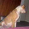 dog, canine, tan_and_white, sitting, profile, indoors, bedroom, bed, pink_blanket, wooden_wardrobe, furniture, home, pet, short_hair, upright, side_view, flash_photography, room, domestic_animal, alert