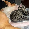 cat, dog, kitten, tabby, sleeping, lounging, relaxed, animal, pet, furry, striped_fur, bed, blanket, bedroom, indoors, cozy, resting, companionship, cute, portrait