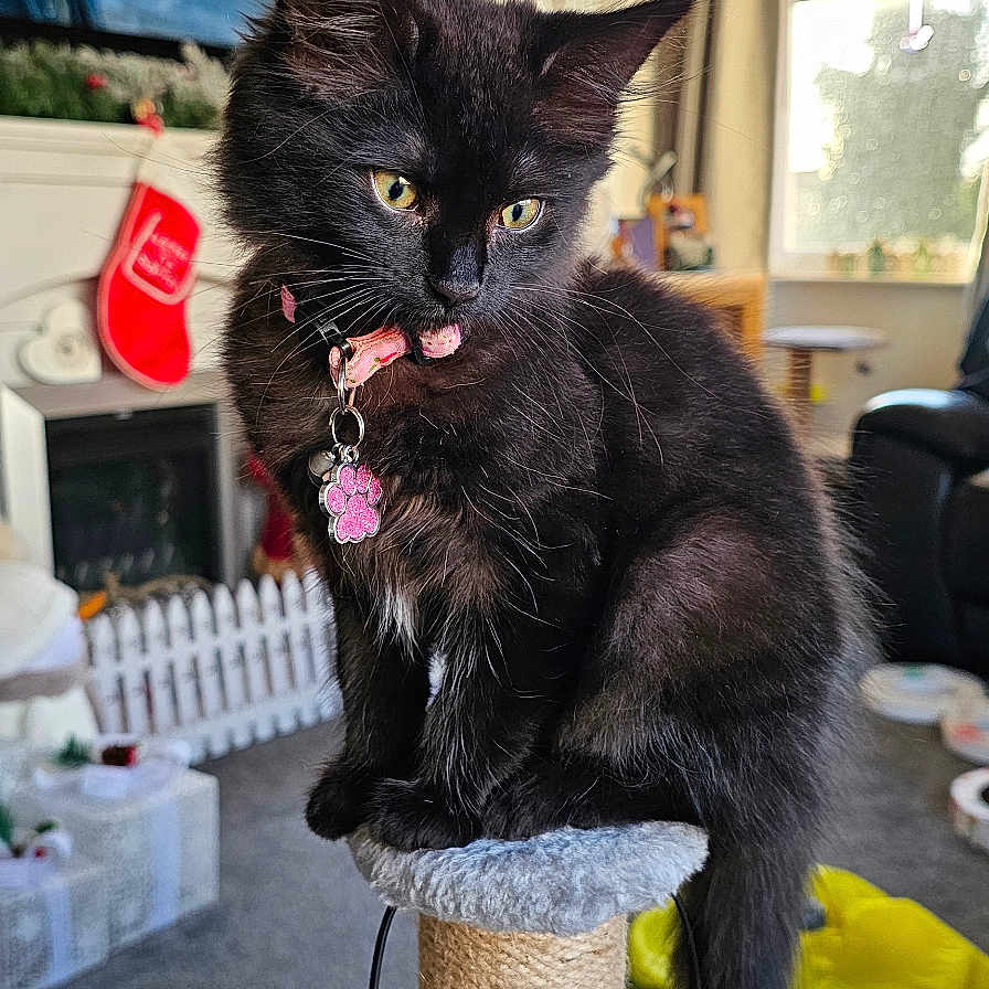 Trixie joined the competition — help win amazing prizes! adult, animal, architecture, building, cat, computerhardware, couch, electronics, furniture, hardware, indoors, livingroom, male, man, monitor, person, pet, room, screen, tv