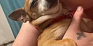 Taz Manian is registered to the contest to win money with this photo: person, dog, pet, kiss, close_up, indoor, red_collar, tattoo, nose_ring, affection, cute, brown_dog, small_dog, holding, face_closeup, human_arm, curtain, skin, love, animal