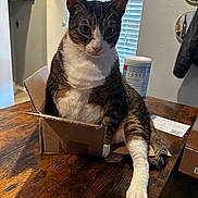 Maui joined the competition — help win amazing prizes! animal, black, blinds, brown, cardboard_box, cat, curious, domestic_cat, feline, household, indoor, natural_light, pet, relaxed, stretching, tabby_cat, tabletop, white_paws, window, wooden_table