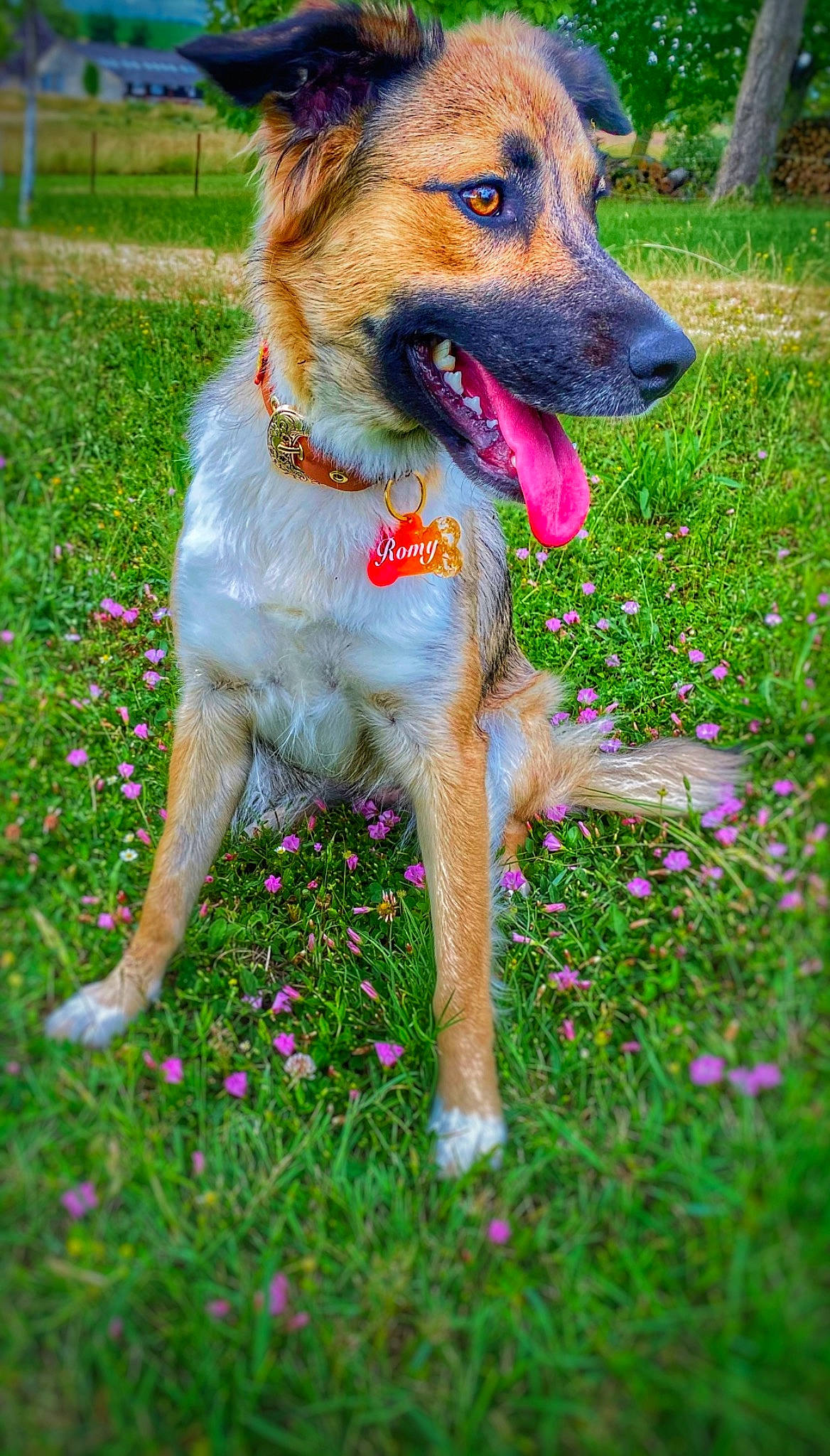 Romy a rejoint le concours — aidez-le/la à gagner de superbes lots ! canidae, carnivore, collar, companion_dog, dog, dog_breed, dog_collar, dog_supply, fawn, flower, garden, grass, groundcover, plant, snout, sporting_group, tail, working_animal, working_dog, yard