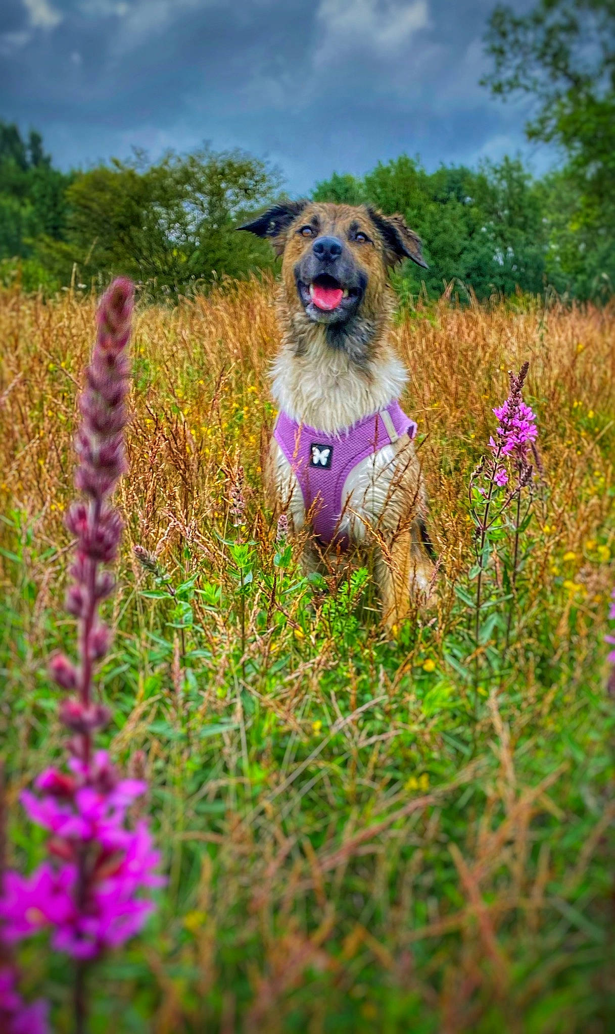 Romy a rejoint le concours — aidez-le/la à gagner de superbes lots ! carnivore, cloud, companion_dog, dog, dog_breed, fawn, field, flower, grass, grass_family, grassland, landscape, meadow, people_in_nature, plant, prairie, sky, sporting_group, terrestrial_plant, tree