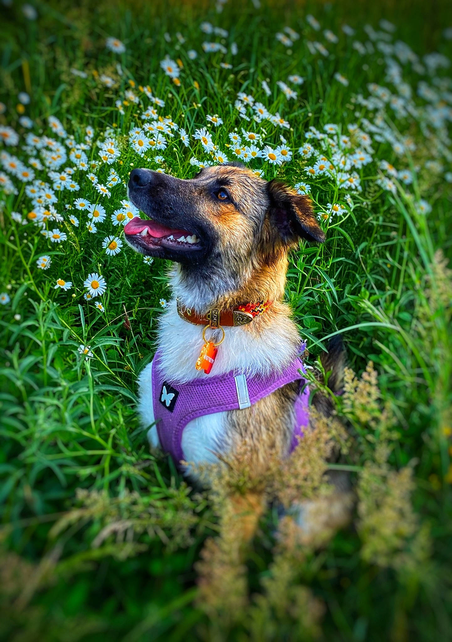 Romy participe au concours pour gagner de l'argent avec cette photo : canidae, carnivore, collar, companion_dog, dog, dog_breed, dog_collar, electric_blue, fawn, flower, grass, grassland, groundcover, lawn, plant, purple, shrub, snout, sporting_group, whiskers