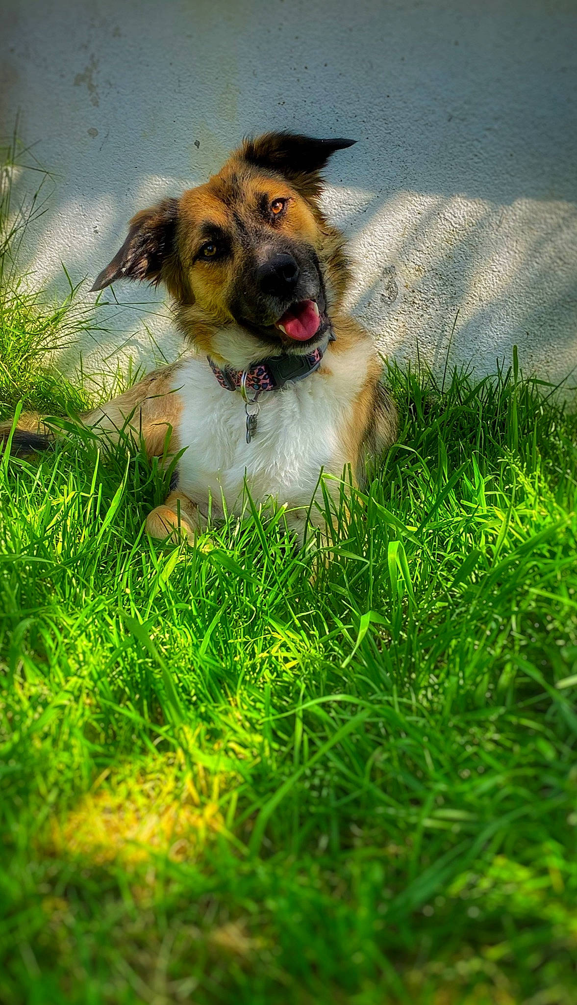 Romy participe au concours pour gagner de l'argent avec cette photo : canidae, carnivore, companion_dog, dog, dog_breed, fawn, fur, grass, grassland, green, herding_dog, lawn, natural_landscape, plant, scotch_collie, snout, sporting_group, tree, whiskers, working_dog
