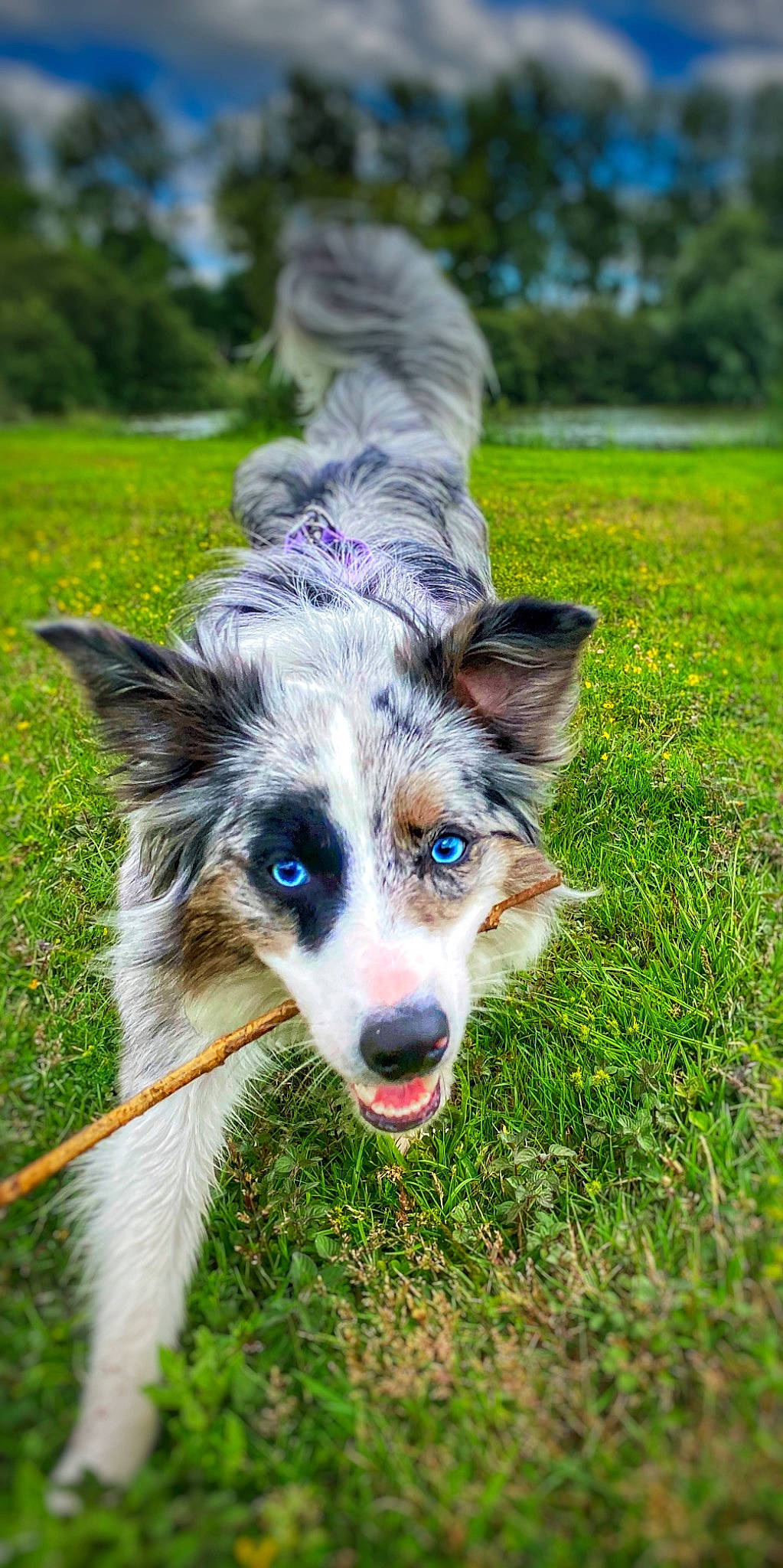 Ryo participe au concours pour gagner de l'argent avec cette photo : art, australian_shepherd, carnivore, companion_dog, dog, dog_breed, grass, grassland, herding_dog, koolie, plant, sporting_group, terrestrial_animal, tree, whiskers, working_animal, working_dog