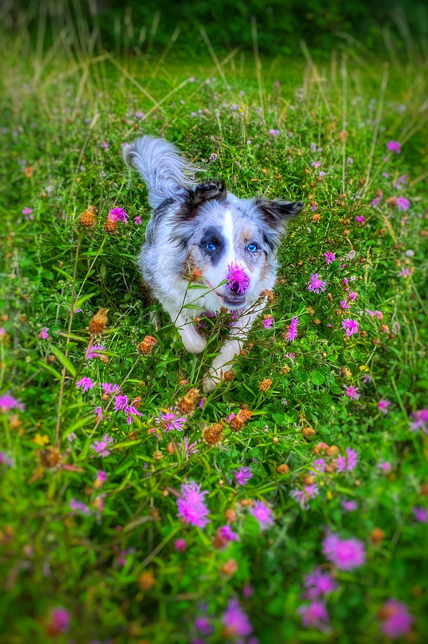 Ryo a rejoint le concours — aidez-le/la à gagner de superbes lots ! botany, carnivore, companion_dog, dog, dog_breed, fawn, flower, grass, grass_family, grassland, groundcover, herbaceous_plant, meadow, natural_landscape, plant, shrub, snout, toy_dog, vegetation, whiskers