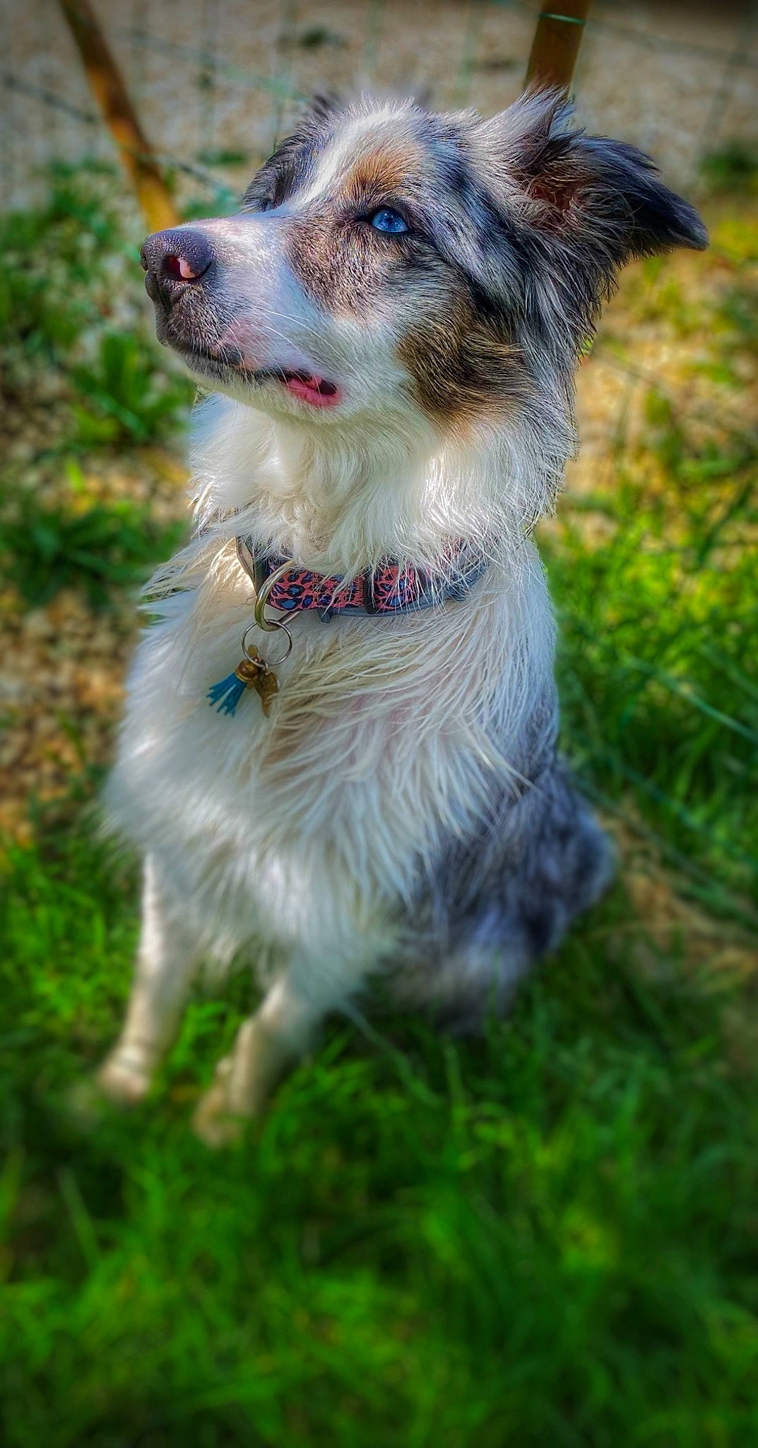 Ryo participe au concours pour gagner de l'argent avec cette photo : ancient_dog_breeds, australian_shepherd, canidae, carnivore, collar, companion_dog, dog, dog_breed, dog_collar, fang, fawn, fur, grass, leash, plant, sporting_group, terrestrial_animal, whiskers, working_dog