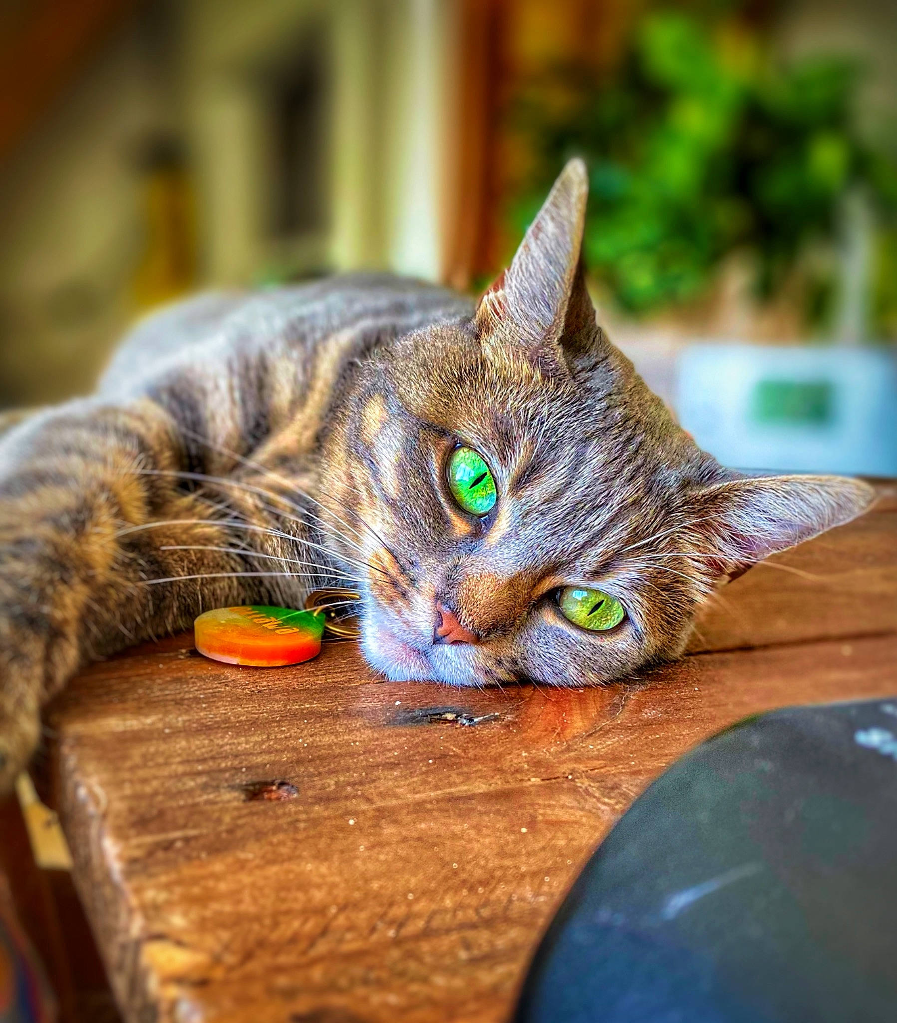 Ottawa participe au concours pour gagner de l'argent avec cette photo : carnivore, cat, claw, close_up, domestic_short_haired_cat, eye, felidae, fur, grass, hardwood, paw, sitting, small_to_medium_sized_cats, snout, table, terrestrial_animal, whiskers, wildlife, window, wood