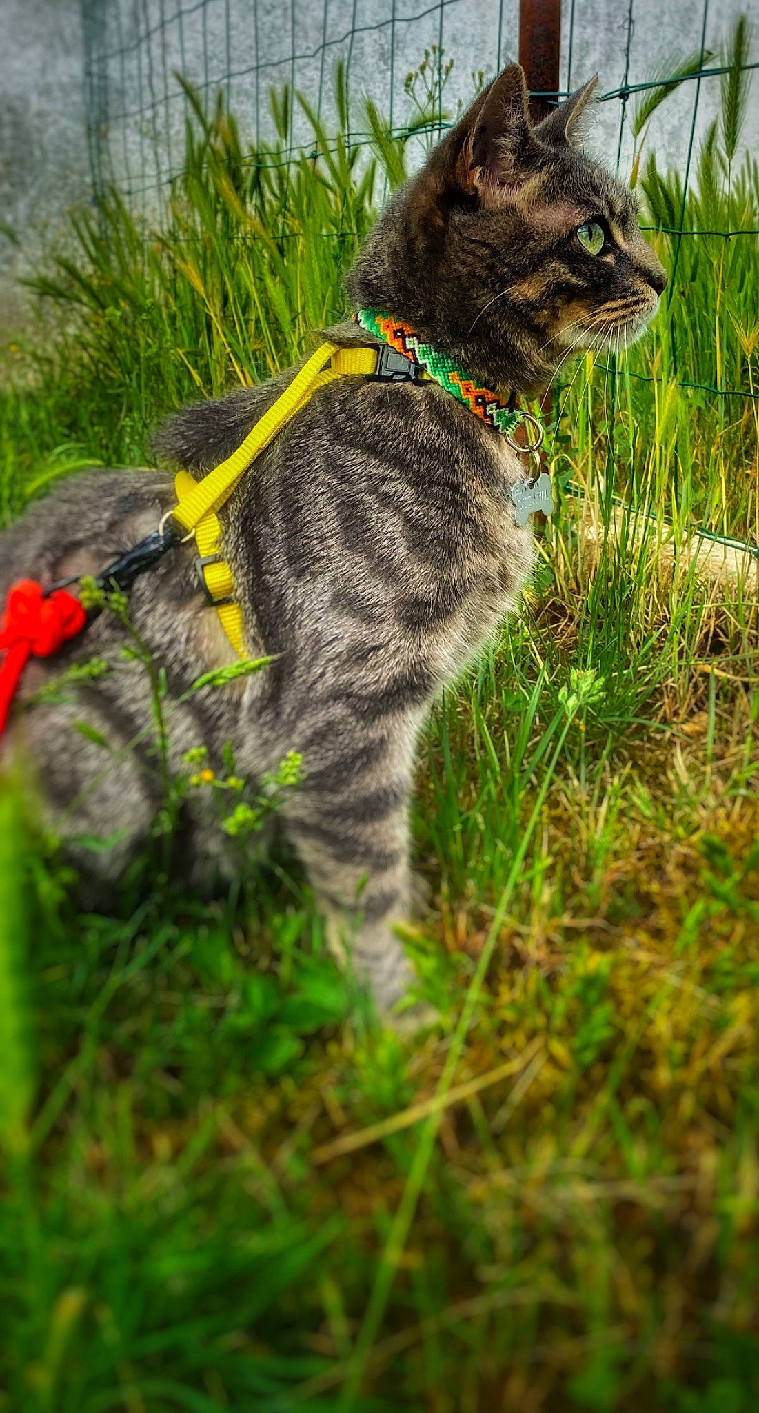 Ottawa a rejoint le concours — aidez-le/la à gagner de superbes lots ! art, big_cats, carnivore, cat, collar, domestic_short_haired_cat, fawn, felidae, fur, grass, grassland, groundcover, plant, small_to_medium_sized_cats, snout, tail, terrestrial_animal, tree, whiskers, wildlife