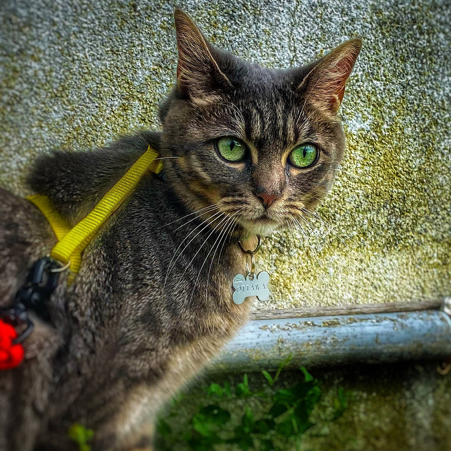 Ottawa a rejoint le concours — aidez-le/la à gagner de superbes lots ! carnivore, cat, domestic_short_haired_cat, felidae, fur, grass, paw, photo_caption, plant, small_to_medium_sized_cats, snout, tail, terrestrial_animal, tree, whiskers, wildlife