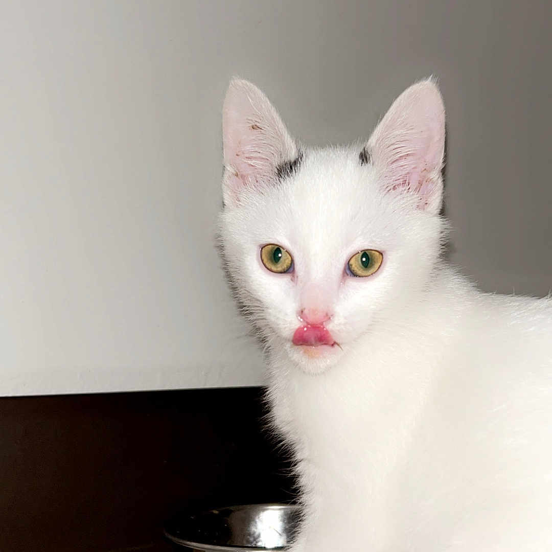 Sugar joined the competition — help win amazing prizes! abyssinian, angora, animal, art, cat, computer, computerhardware, computerkeyboard, electronics, hardware, hardwood, kitten, laptop, manx, pc, pet, plywood, porcelain, siamese, wood