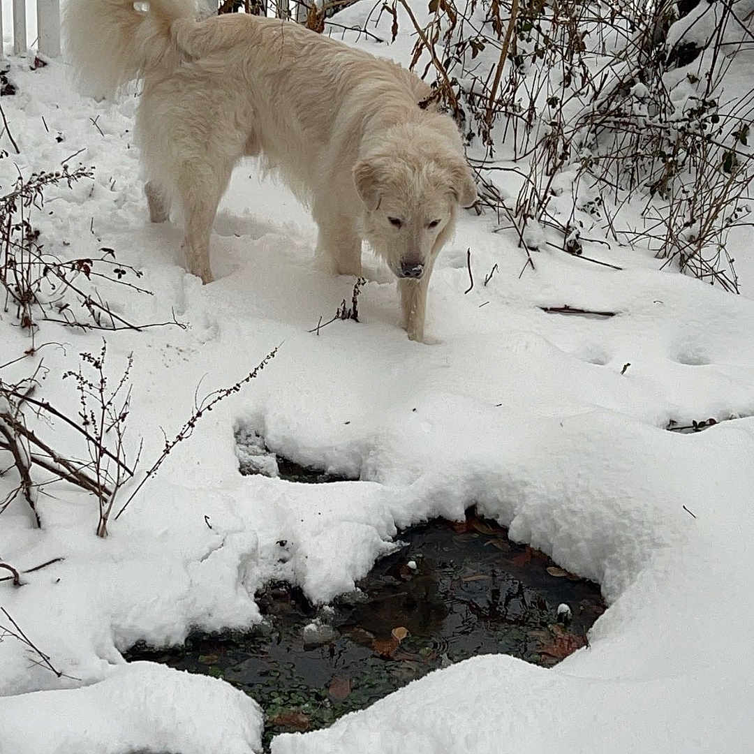 Rooster is registered to the contest to win money with this photo: animal, backyard, canine, dog, eskimodog, fence, husky, nature, outdoors, pet, picket, plant, puppy, snow, soil, tree, vegetation, whitedog, winter, yard