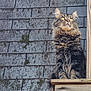 Buddy is registered to the contest to win money with this photo: cat, tabby, fluffy, long_hair, wood, ledge, perched, gray_background, shingles, outdoor, animal, pet, feline, whiskers, ears, eyes, sitting, looking_up, nature, curious