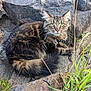 cat, tabby, feline, yellow_eyes, outdoor, rocks, grass, nature, animal, fur, whiskers, curious, pet, mammal, leisure, closeup, wildlife, resting, alert, daylight