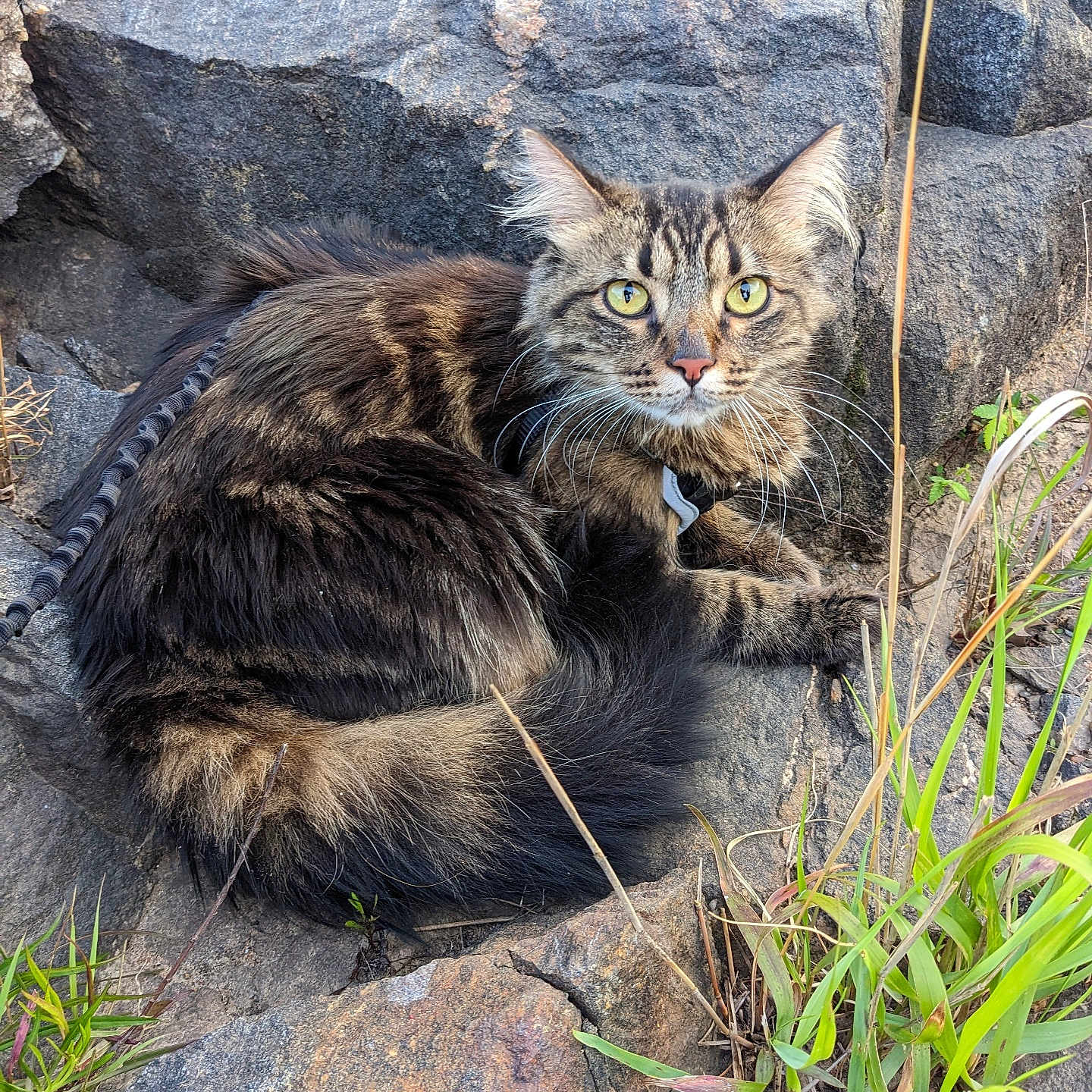 Buddy is registered to the contest to win money with this photo: alert, animal, cat, closeup, curious, daylight, feline, fur, grass, leisure, mammal, nature, outdoor, pet, resting, rocks, tabby, whiskers, wildlife, yellow_eyes