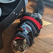Buddy is registered to the contest to win money with this photo: cat, tabby, sweater, pet_feeder, wooden_floor, sunlight, indoor, feline, green_eyes, long_fur, black_red, festive, cozy, animal, domestic, flooring, resting, cute, warm_light, household