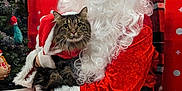 Buddy is registered to the contest to win money with this photo: santa_claus, cat, tabby_cat, christmas, holiday, festive, red_costume, white_beard, glasses, chair, stocking, christmas_tree, decorations, indoor, smiling, pet, animal, celebration, seasonal, portrait