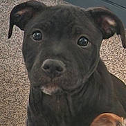 Doris is registered to the contest to win money with this photo: puppy, dog, black_dog, carpet, indoor, pet, cute, ears, floor, animal, young_dog, brown_ear, white_paw, close_up, looking_at_camera, companion, adorable, domestic_animal, friend, canine